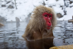 Open image in slideshow, Snow monky in the Jigokudani Monkey Park. Shiga Kogen, Japan
