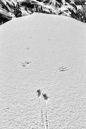 Open image in slideshow, Bird prints in the snow

